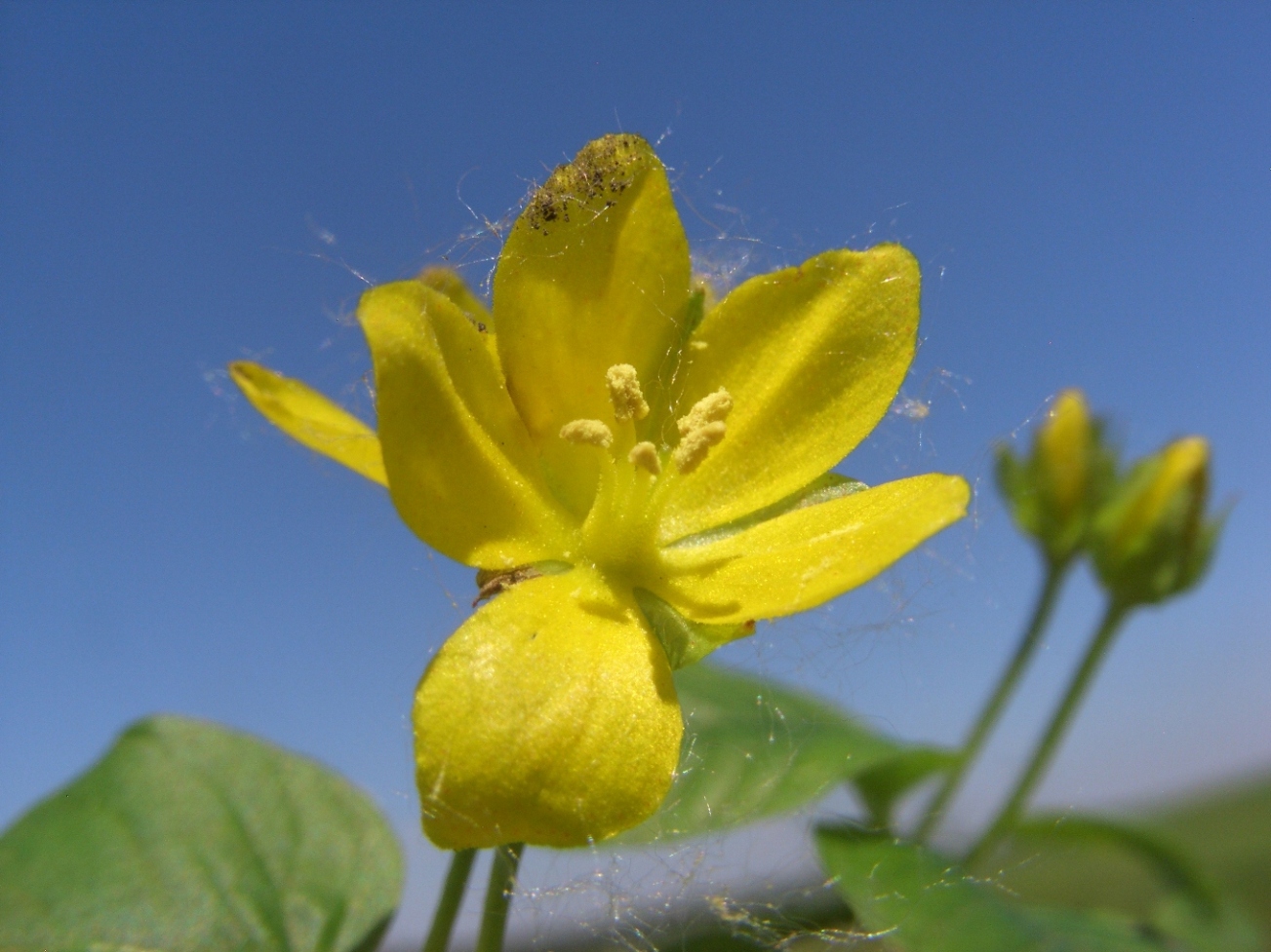 Image of Lysimachia nummularia specimen.