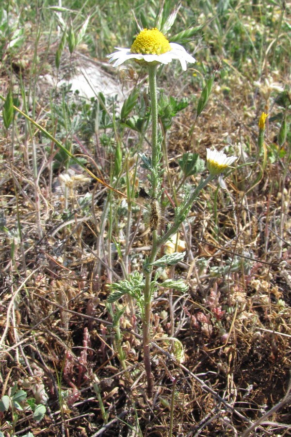 Image of Anthemis ruthenica specimen.