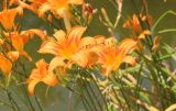 Hemerocallis fulva. Верхушки побегов с цветками. Южный берег Крыма, Никитский ботанический сад, в культуре. 22 июня 2016 г.