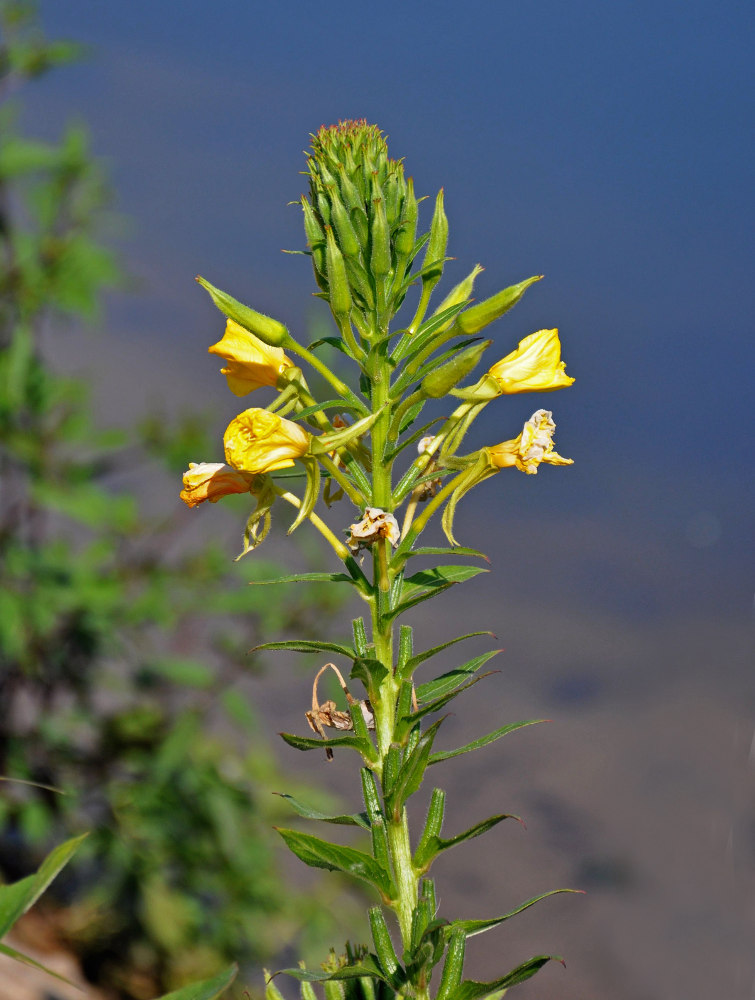 Изображение особи Oenothera biennis.