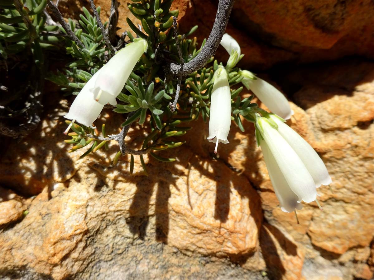 Image of Erica maximiliani specimen.