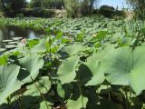 Смотреть изображение Nelumbo caspica