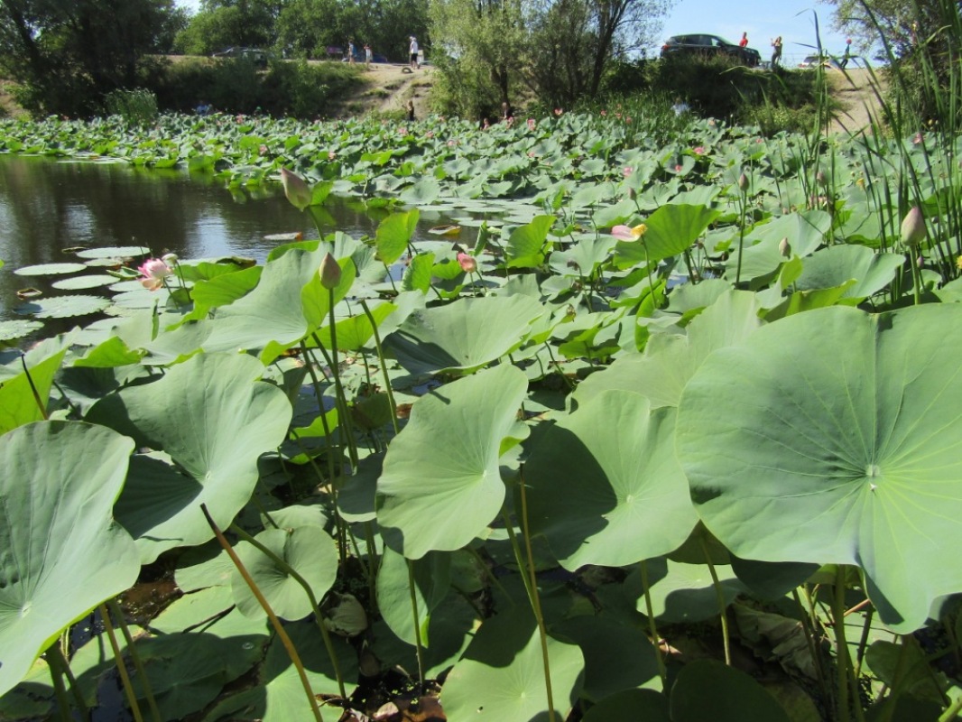 Image of Nelumbo caspica specimen.