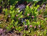 Vaccinium myrtillus