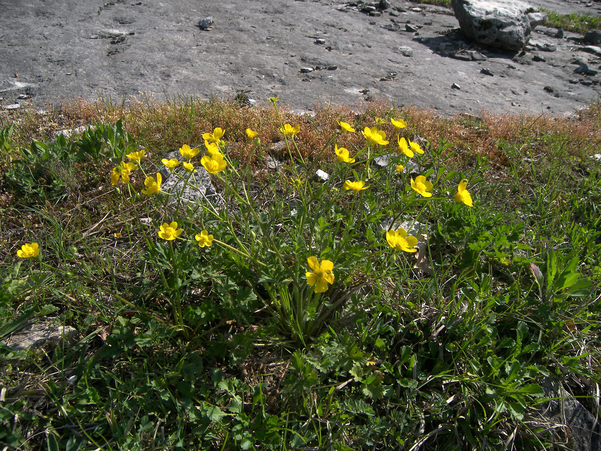 Image of Ranunculus aleae specimen.