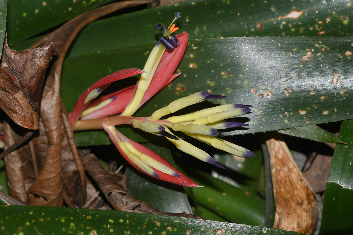 Image of Billbergia lietzei specimen.