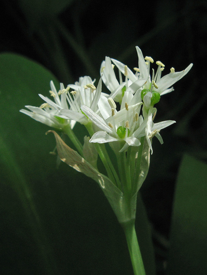 Image of Allium ursinum specimen.