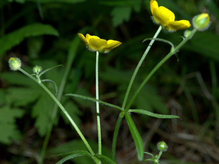 Image of Ranunculus subborealis specimen.