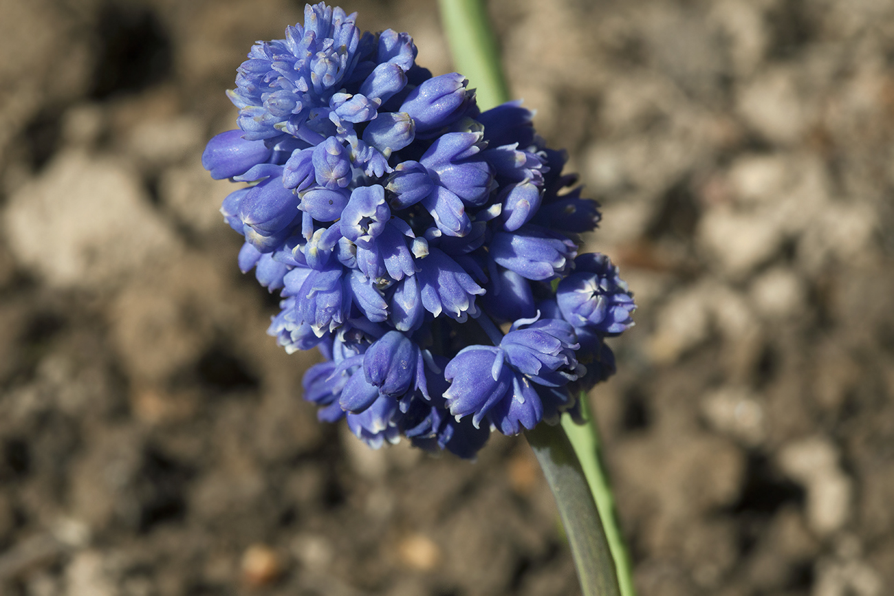 Image of Muscari armeniacum specimen.