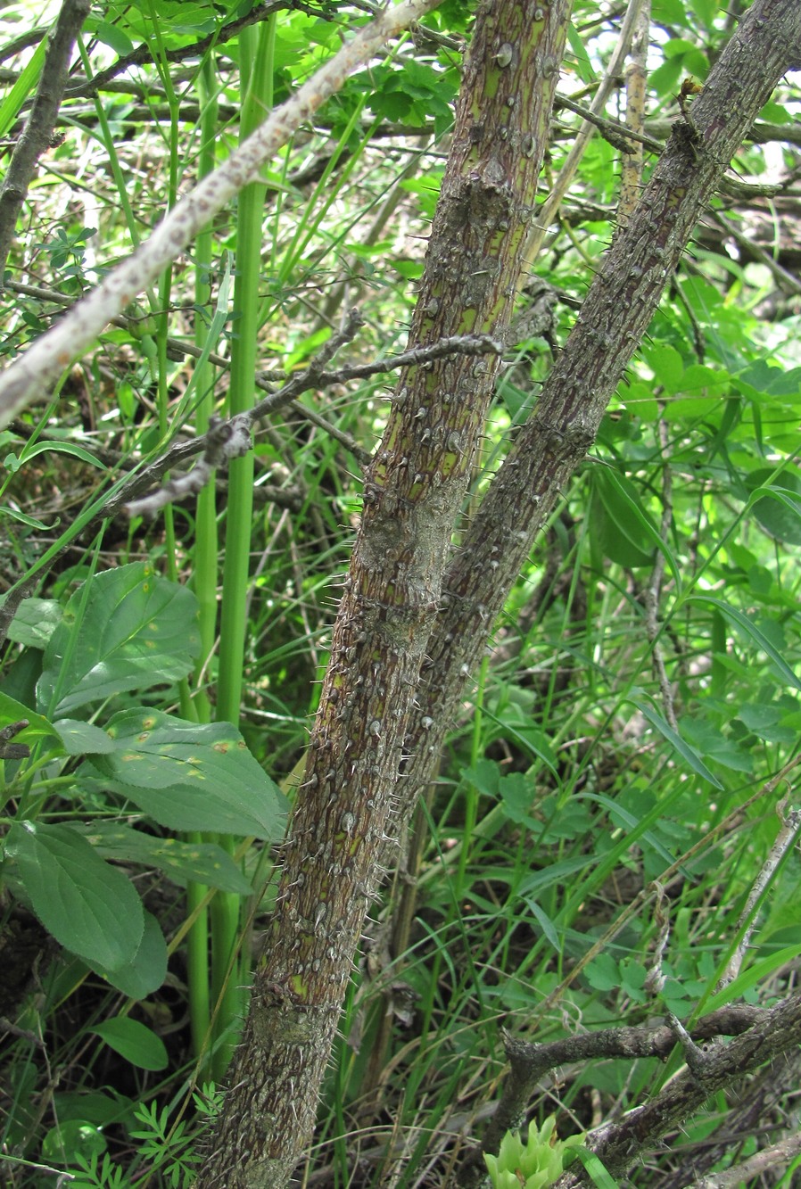 Image of genus Rosa specimen.