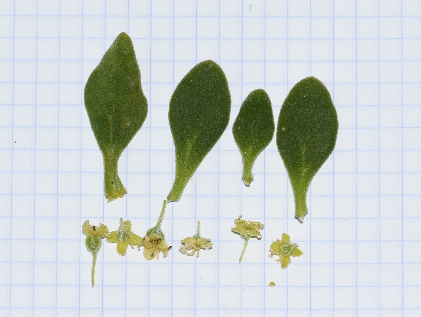 Image of Tetragonia decumbens specimen.