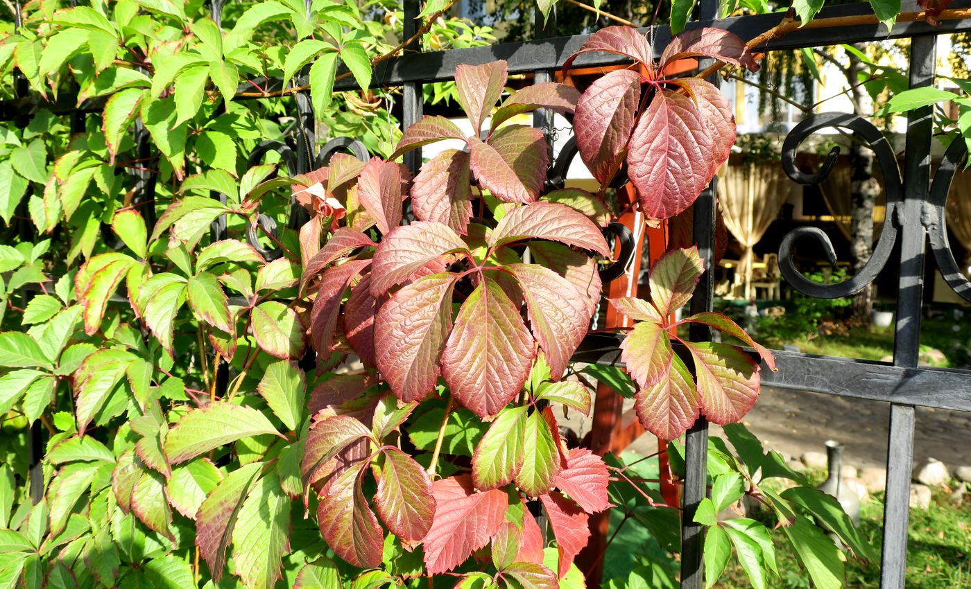 Image of Parthenocissus quinquefolia specimen.