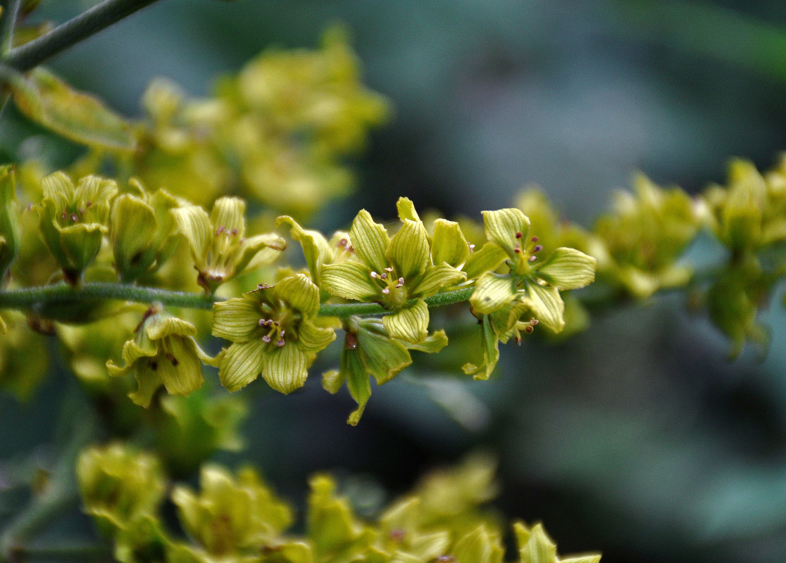 Image of Veratrum lobelianum specimen.