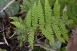 Смотреть изображение Polystichum setiferum