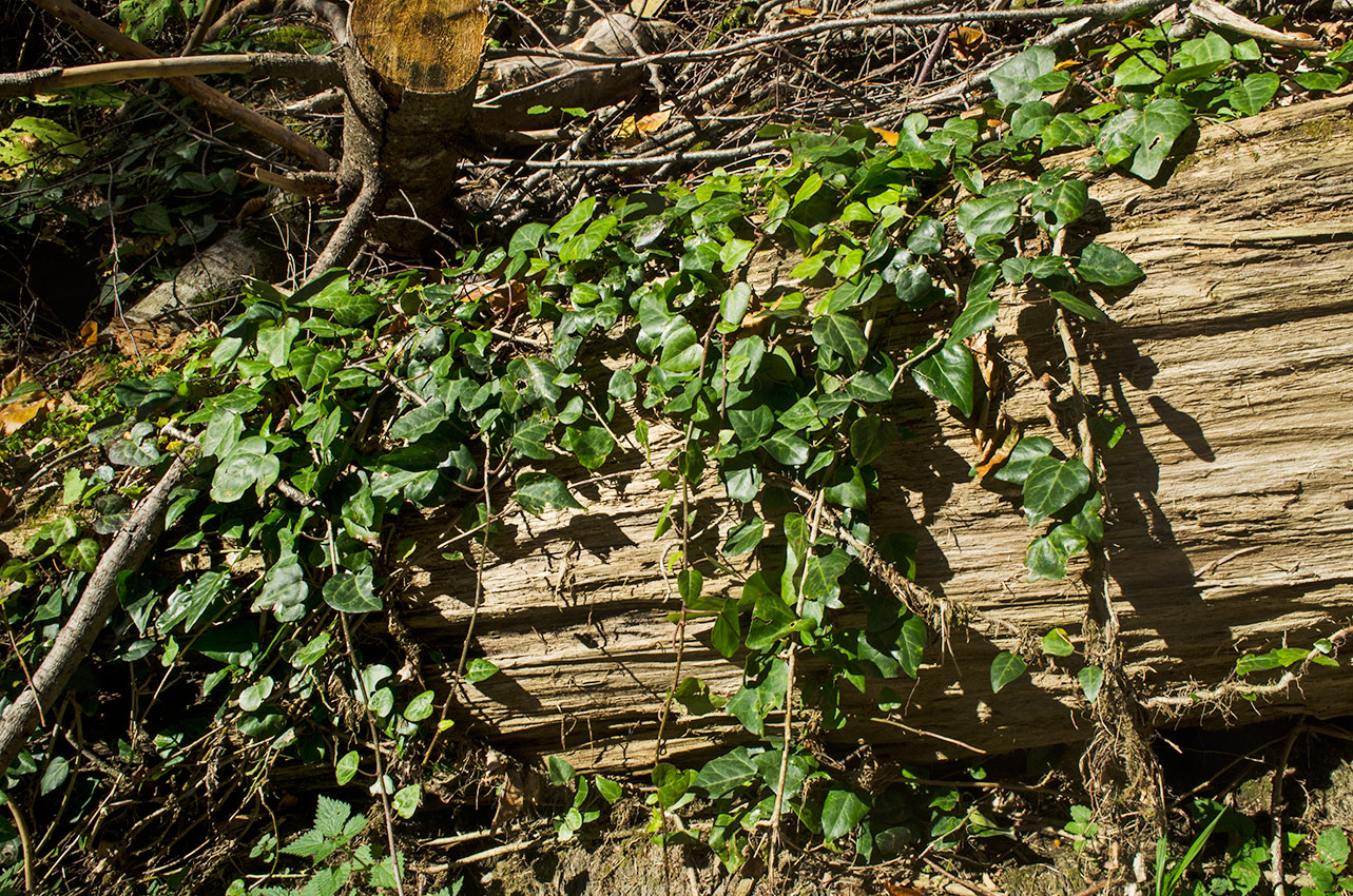 Image of Hedera helix specimen.