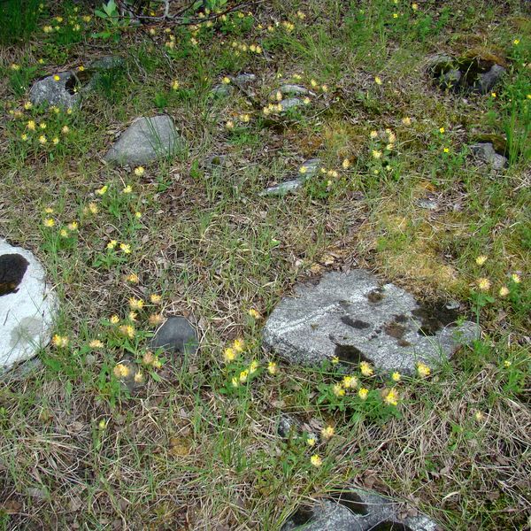 Image of Anthyllis vulneraria var. schiwereckii specimen.