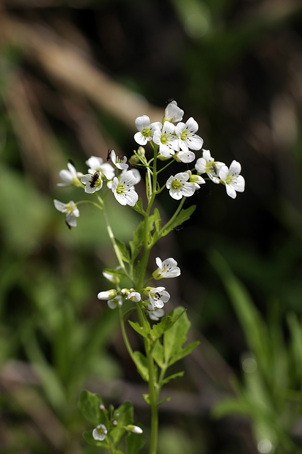 Изображение особи Cardamine amara.