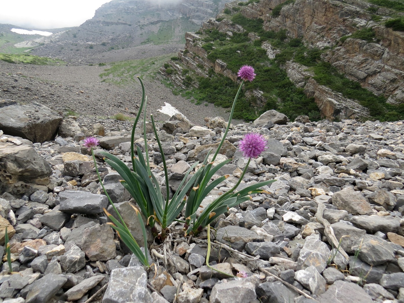 Image of Allium carolinianum specimen.