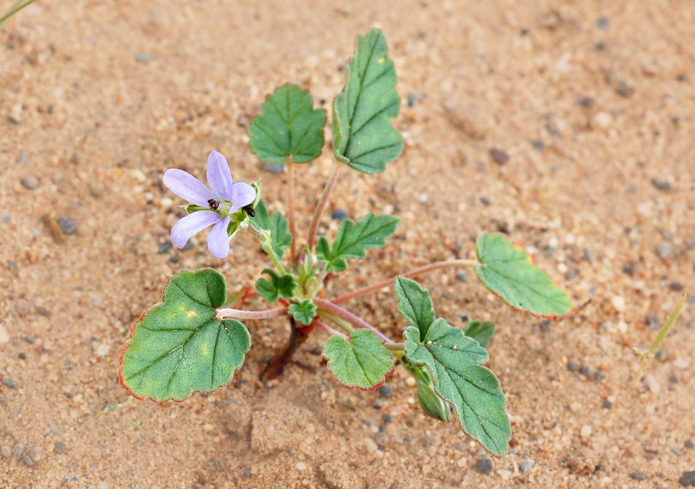 Изображение особи Erodium oxyrhynchum.