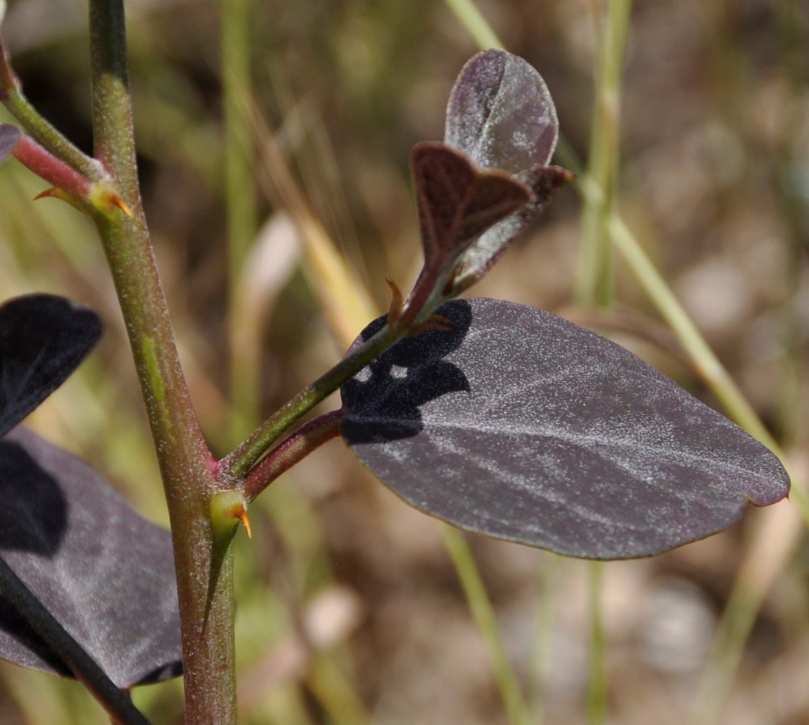 Image of Capparis spinosa specimen.