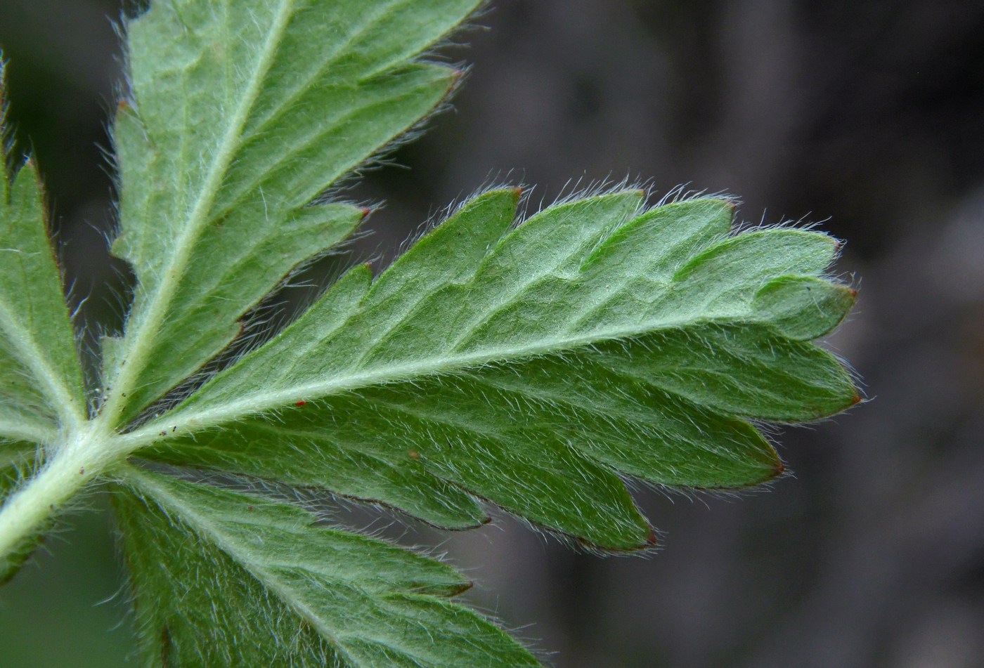 Image of Potentilla caucasica specimen.