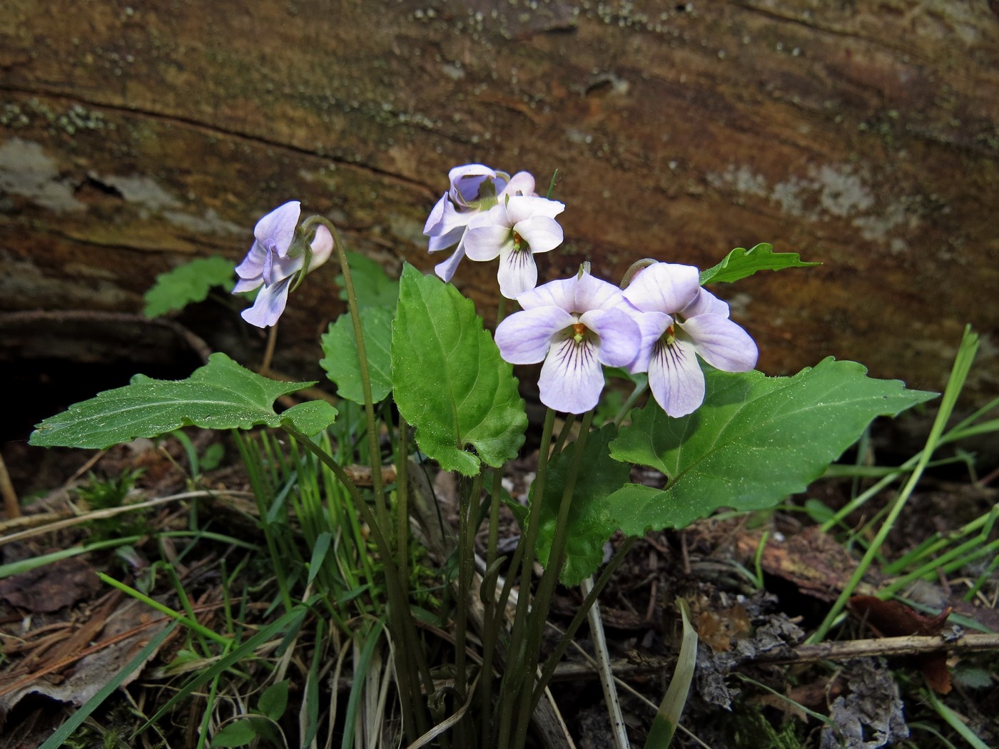 Image of Viola selkirkii specimen.