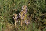 Orobanche amoena