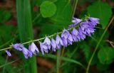 Campanula rapunculoides. Соцветие. Тверская обл., Кашинский гор. округ, долина р. Медведица, обрывистый берег реки. 11.07.2020.