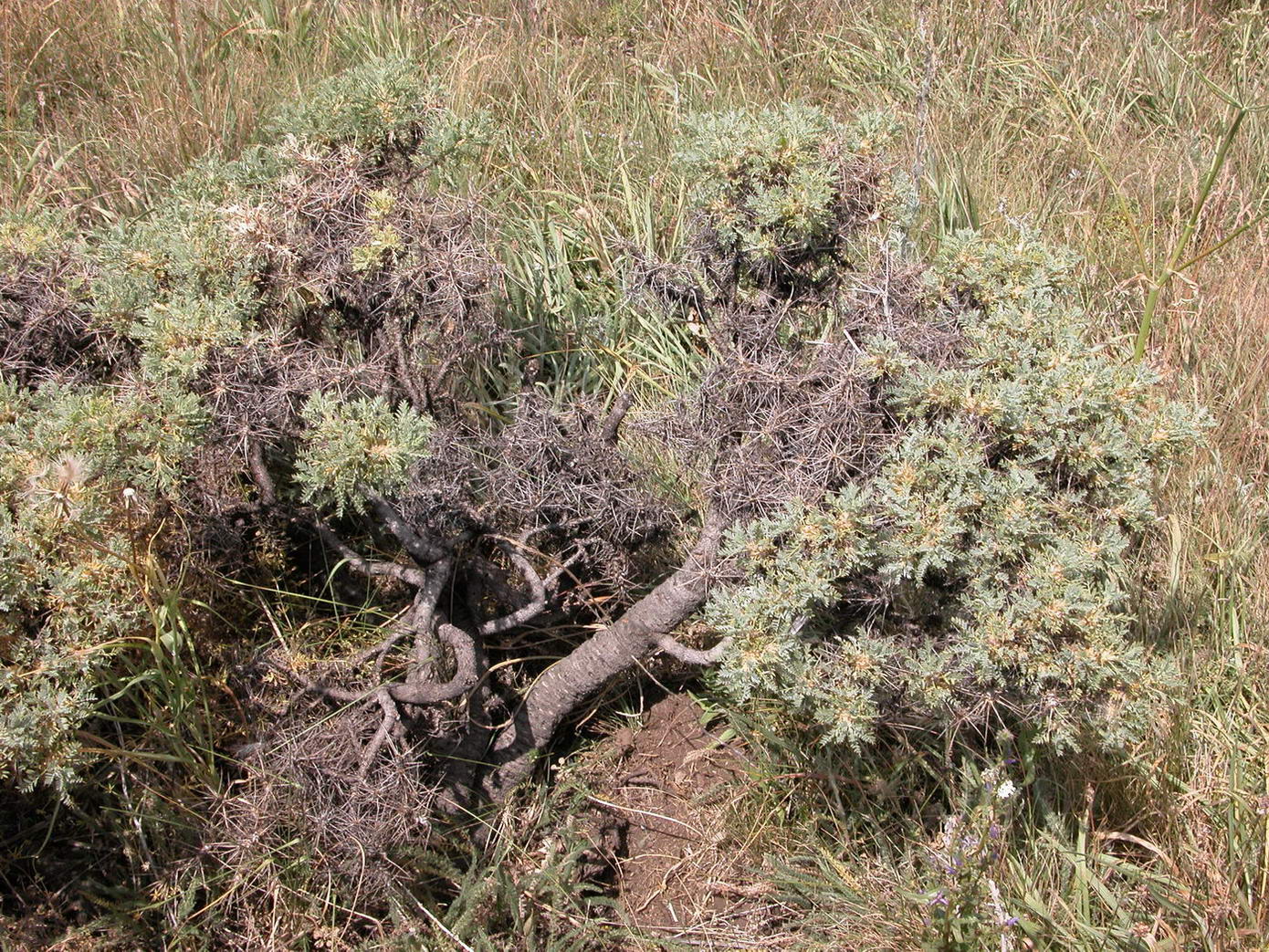 Image of genus Astracantha specimen.