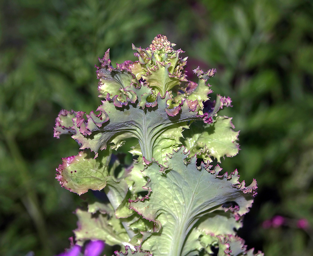 Image of Lactuca sativa specimen.