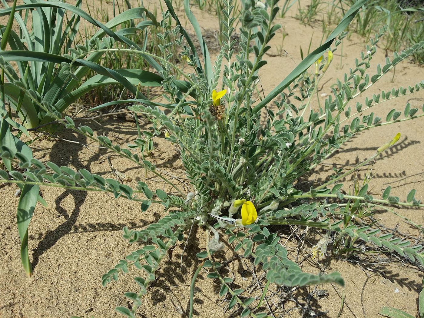 Изображение особи Astragalus balchaschensis.
