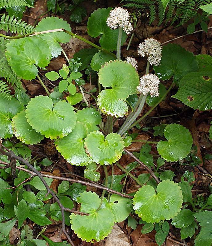 Image of Micranthes manchuriensis specimen.