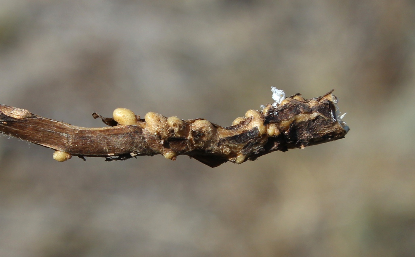 Image of Argusia sibirica specimen.