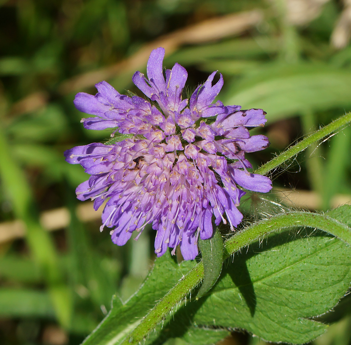 Изображение особи Knautia arvensis.