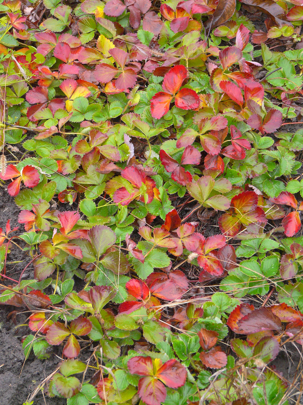 Image of Fragaria &times; ananassa specimen.