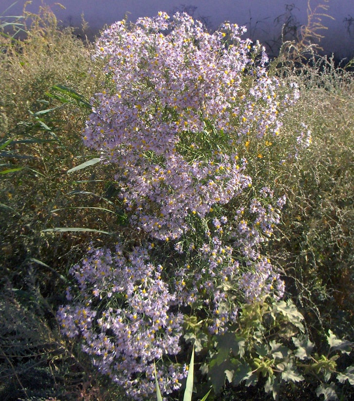 Image of Tripolium pannonicum specimen.