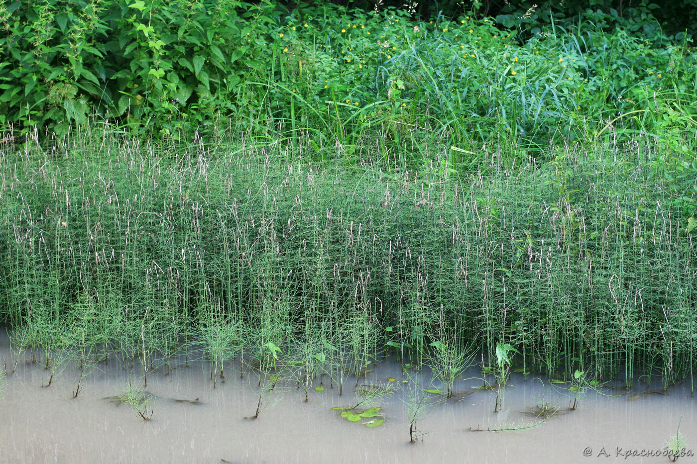 Image of Equisetum fluviatile specimen.