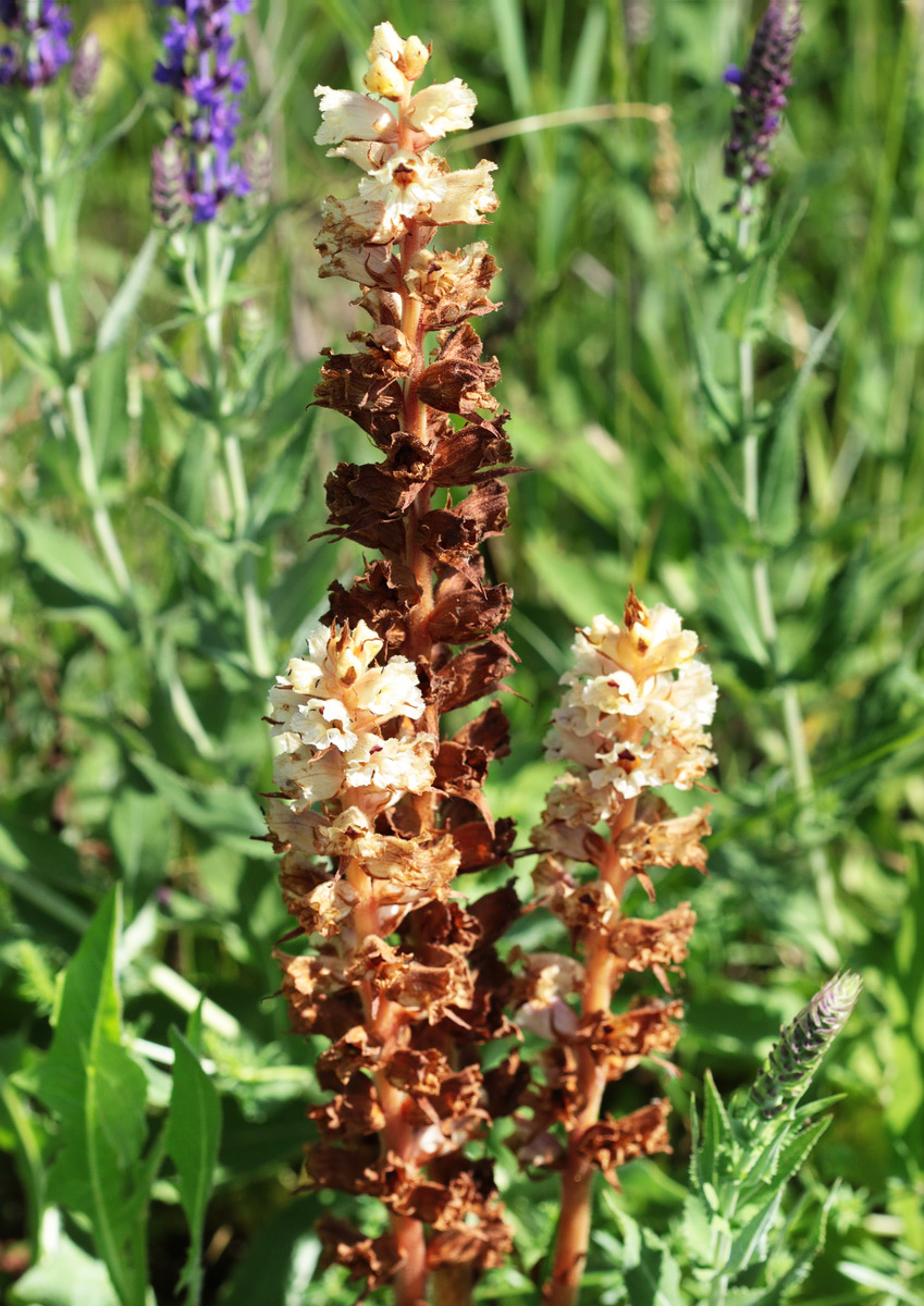 Изображение особи Orobanche alba.