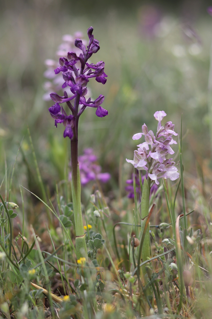 Image of Anacamptis morio ssp. caucasica specimen.