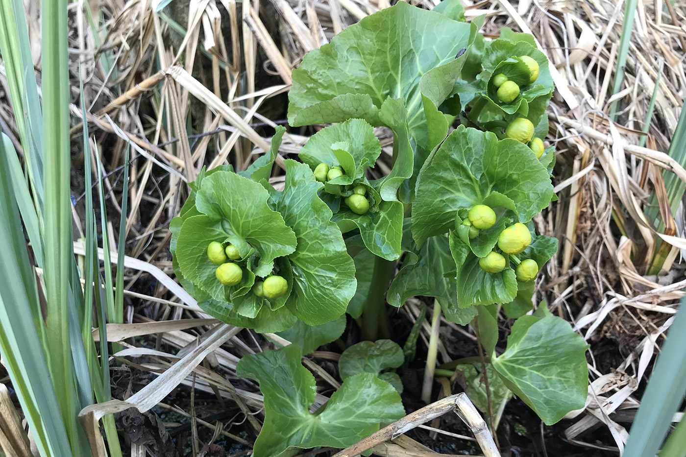 Изображение особи Caltha palustris.