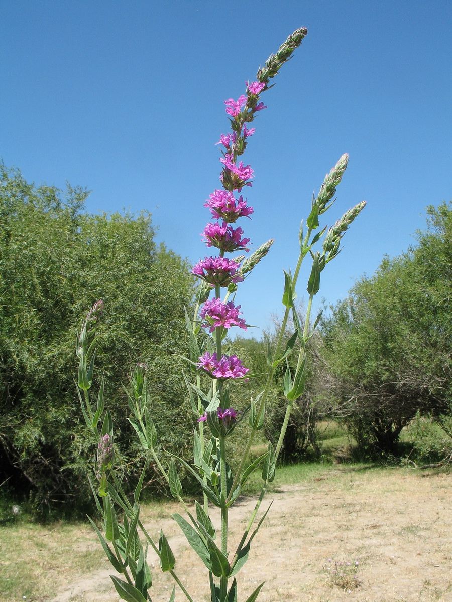 Изображение особи Lythrum salicaria.