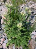 Cirsium obvallatum