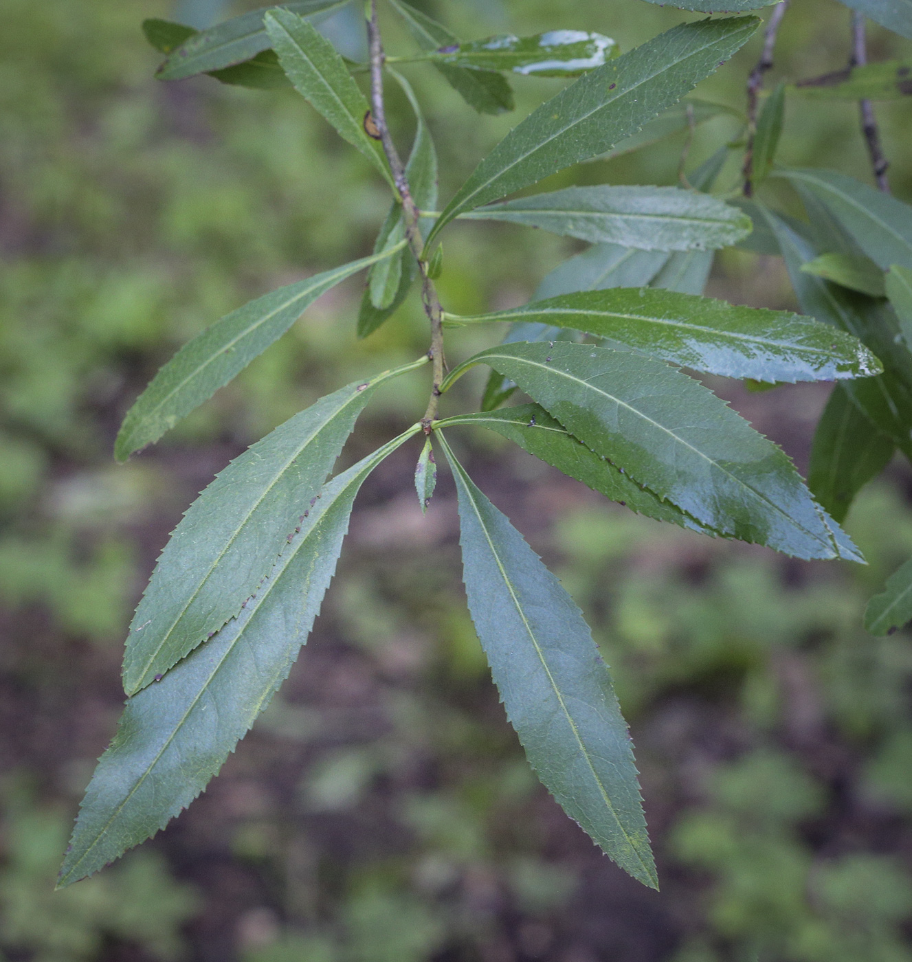 Image of Amygdalus georgica specimen.