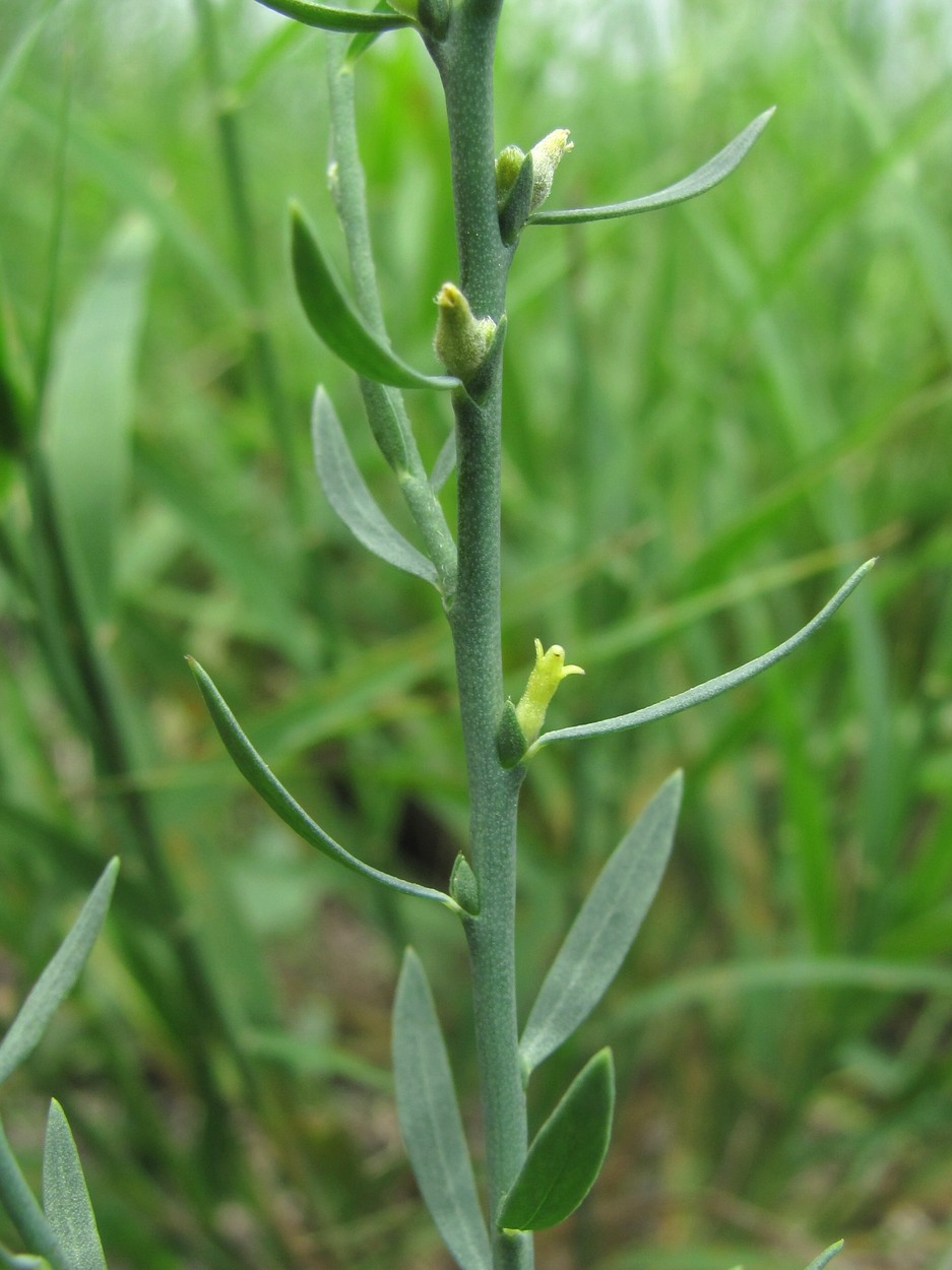 Image of Thymelaea passerina specimen.