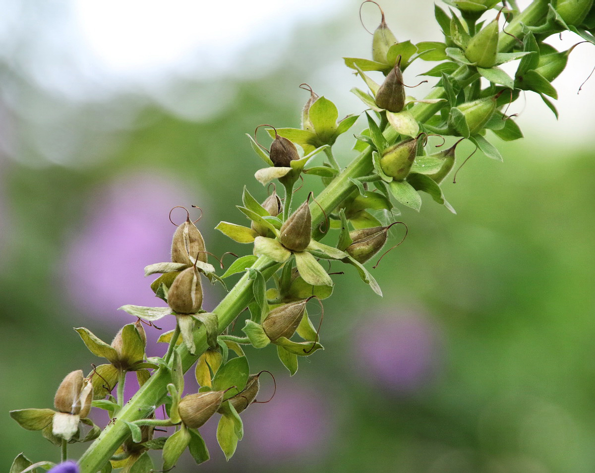 Изображение особи Digitalis purpurea.