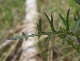 Cirsium palustre