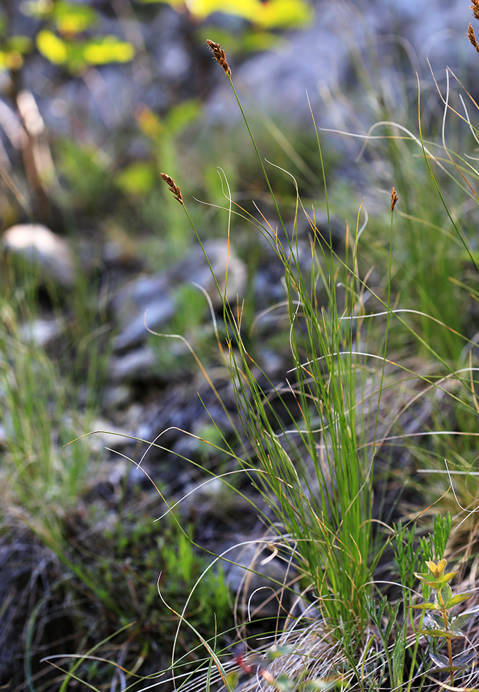 Изображение особи Kobresia filifolia.