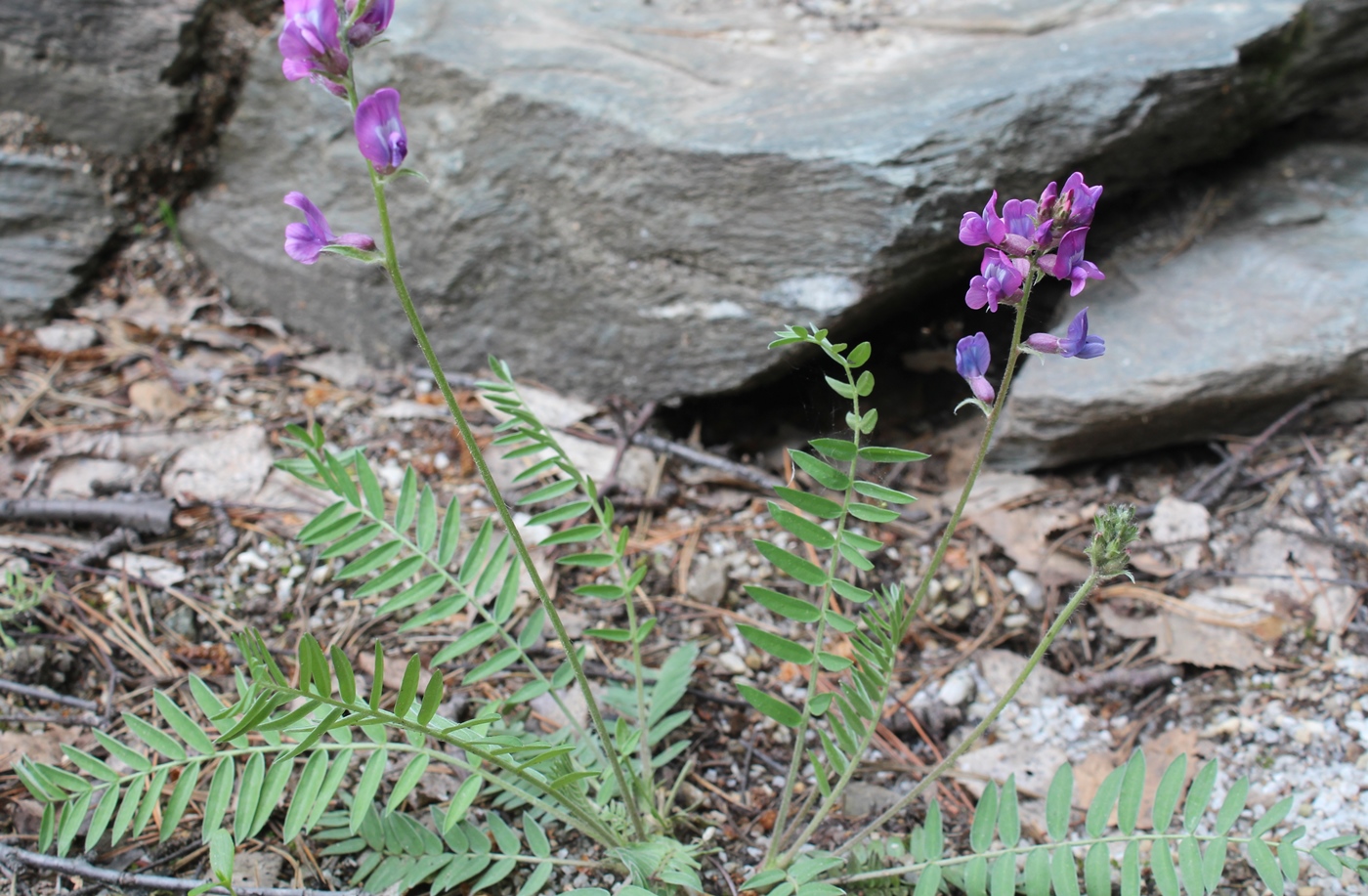 Изображение особи Oxytropis wologdensis.