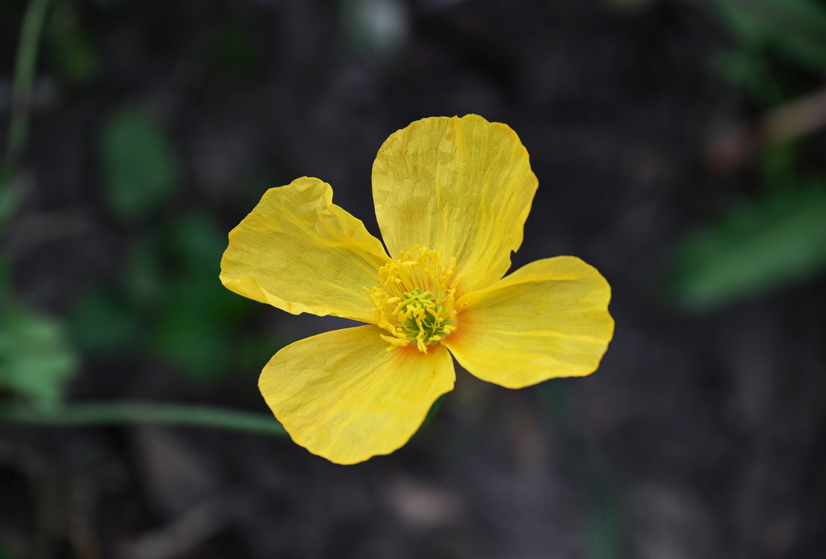 Изображение особи Papaver croceum.