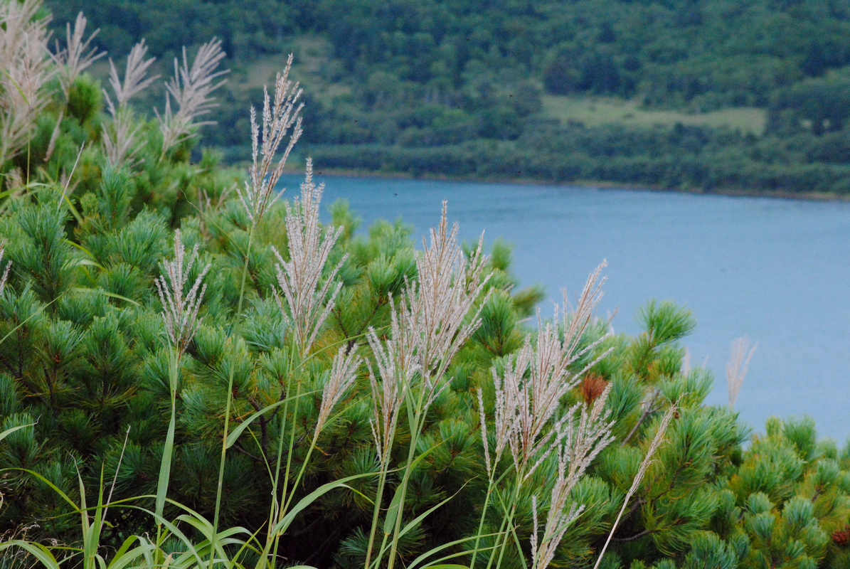 Image of Miscanthus sinensis specimen.